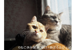 「ねこ休み展」秋の新作巡回展が名古屋で開催！初登場のスター猫たちも 画像