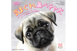鼻ペチャ犬好き注目！「気まぐれ鼻ペチャ犬カレンダー」が新発売 画像