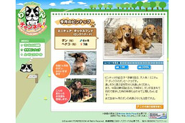 パワードコム、かわいい犬の映像満載の「Powerbroadわんチャンネル!」 画像