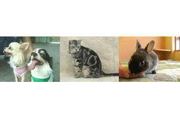 BIGLOBE、「ペットいっぱい!」で子犬や子猫の映像を配信 画像