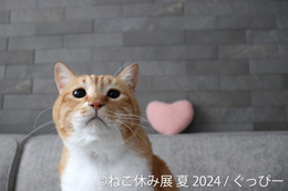 今夏もねこまみれに!8月から「ねこ休み展」夏の本祭が開催 画像