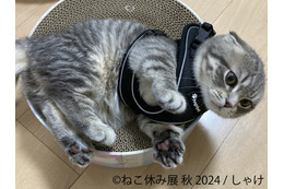 秋の新作満載!ねこの祭典「ねこ休み展」が名古屋に上陸 画像