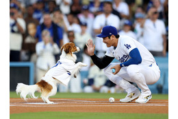 大谷翔平の愛犬・デコピンが始球式に! 最後はキュートなハイタッチ 画像