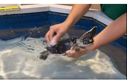 亀ってこんなに可愛いの!?「道の駅ウミガメ公園」の甲羅磨き動画に注目集まる 画像