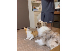 これはスゴい!コーギー&ボーダーコリー2匹の動画に驚きの声 画像