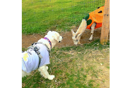 那須千本松牧場、ドッグラン移設でさらに快適に！GWのおでかけは愛犬と一緒に 画像