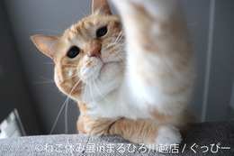 かわいい猫の表情に癒される！人気猫クリエイター集結の写真展「ねこ休み展」川越で開催