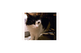 にゃんこ丸撮り!都内で猫撮影イベント!! 画像