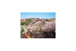 お花見+アトラクションが楽しい! 期間限定の“お花見遊園地” 画像