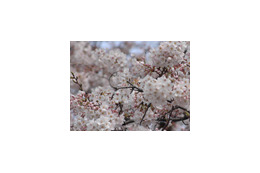 東京で桜開花!満開は来週に? 画像
