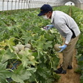 「銚子メロン」は、千葉県銚子市で栽培されるブランドメロン