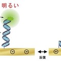 DNAの動作の可視化