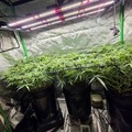 薬物汚染が深刻な韓国、住宅街に“大麻農場”　ヒップホップ歌手ら12人起訴 画像