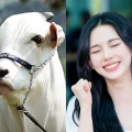 “世界イチ高額な雌牛”、名前は「カリナ」だった　aespa・ウィンターが本人に報告、カリナの返答にファン笑顔 画像