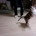 【コンパクトデジカメで猫動画】走る猫をハイスピードで撮影
