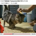 猫動画