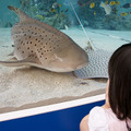 沖縄の海が銀座に！本日から「43rd Sony Aquarium」 画像