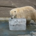プレゼントされた氷を楽しむ白クマ