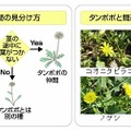 タンポポの見分け方