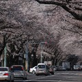 国立市の桜