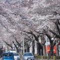 国立市の桜