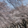 国立市の桜