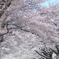 国立市の桜