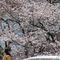 国立市の桜