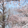 国立市の桜