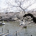 吉祥寺 井の頭公園