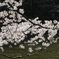 吉祥寺 井の頭公園