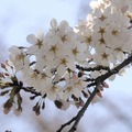 吉祥寺 井の頭公園