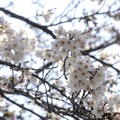 吉祥寺 井の頭公園