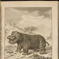 1700年代発刊のビュフォンの「The Natural History of the Hippopotamusor River horse」