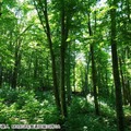 森の写真