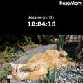 「岩合光昭のねこのとけい」アプリ ねこ写真