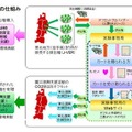 実証実験の仕組み