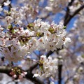 7分咲まできた日比谷公園の桜
