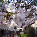 すっかり満開となった桜