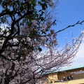 江東区・亀戸緑道公園の桜