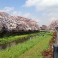 調布市 野川沿い