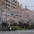 国立市の桜