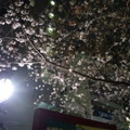 隅田公園の夜桜