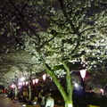 隅田公園の夜桜