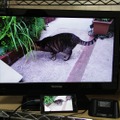 19型の液晶テレビに接続して動画を再生。