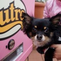 “小型犬専用”の自動販売機、ららぽーと豊洲に登場！……ワンちゃん達の反応は？  画像