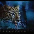 2006年のMac OS X 10.5「Leopard」のプレゼン