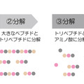 一般のコラーゲンの吸収イメージ