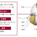 お米の構造イメージ