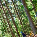 高知県：森で行われる間伐作業